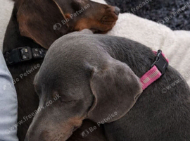 Dachshund puppies for sale 3 boys 2 girls