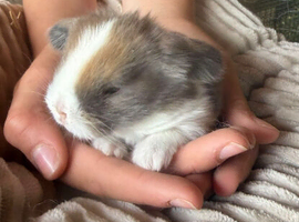 Beautiful French lop and mini lop babies