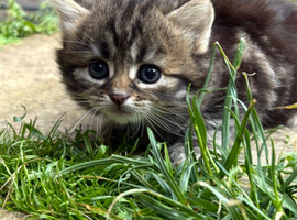 Grey tabby and black kittens
