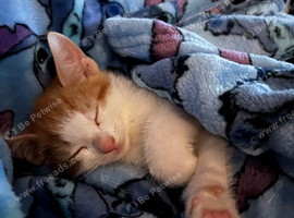 9 week old kittens