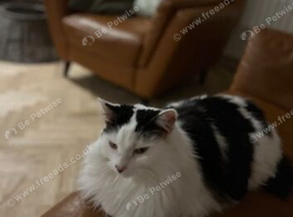 Beautiful 9&frac12;-Year-Old Family Cat Looking for Her Forever Home