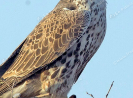 Male Saker