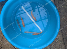 Koi and orfes for sale