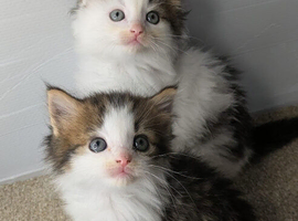 Maine coon kittens