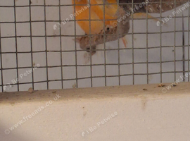 Canaries for sale