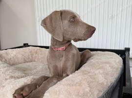 Female Weimaraner pup