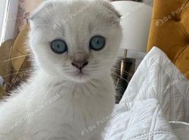 White Scottish Fold female kitten