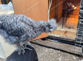 Cuckoo silkie cockrell