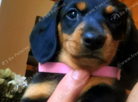 Miniature Dachshund