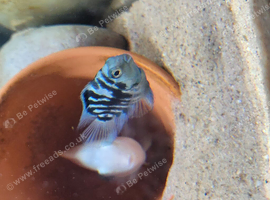 Polar parrot blue cichlid babies