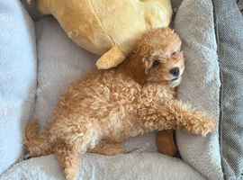Cavapoo Puppies looking for their forever home - Cheltenham