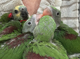 Alexandrine handreared babies