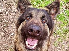 Rodney &ndash; 3-Year-Old German Shepherd Looking for the Right Home