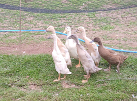 Young indian runner females