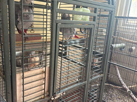 Pair of African Greys