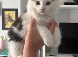 Fluffy tabby kittens