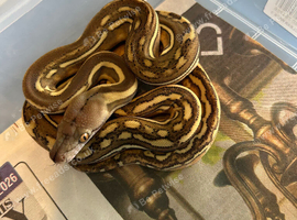 Phantom tiger het Albino ph G.stripe ( female)