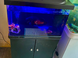 Fish tank and stand