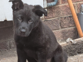 Female German shepherd