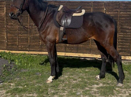 PROJECT Gorgeous bay mare who will go far in the right hands