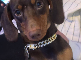 Hugo-stud