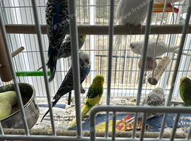 Budgies albinos litino handtame breeding pairs etc