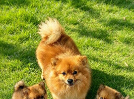 Pomeranian puppies