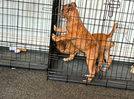 Cane corso mix puppies