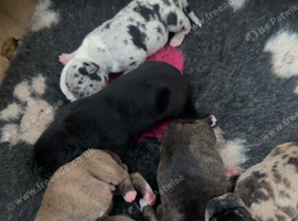 Pocket bully x Staffie pups