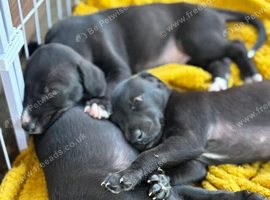 Two stunning male whippet puppies