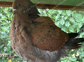 4 young mondena pigeons