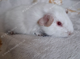 PEW (Pink eyed white) Smooth Baby Girl Guinea Pig