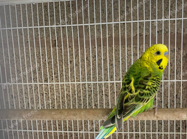 Budgie pairs