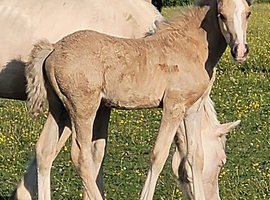Welsh section c palomino colt foal