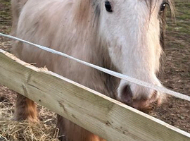 Mini cob for sale