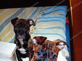 Staffordshire cross