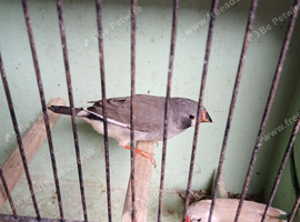 ZEBRA FINCHES hens for sale