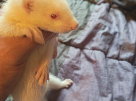 Ferret kits