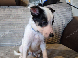 Pure Border Collies mixed litter looking for their new homes.