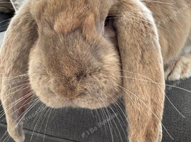 Giant French lops