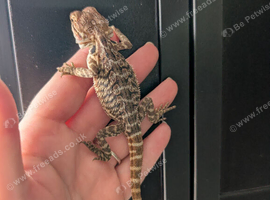 Male baby bearded dragon