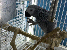 Super tame African grey Glasgow