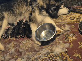 Malxhuskie pups