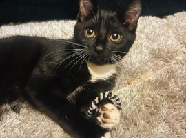 1 Beautiful female kitten, ready to go now !