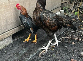 Ko Shamo for sale