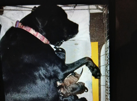 10 weeks old Rottie  cross Labrador puppies