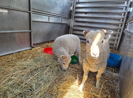 Ewe lamb and ram lamb