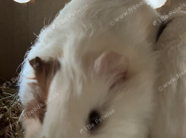 4 month old girl guinea pigs