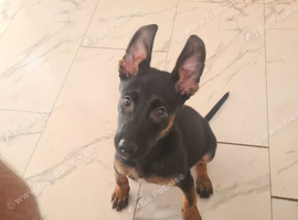 Belgian malinois x dutch shepherd