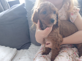 5 red cockerpoo puppys